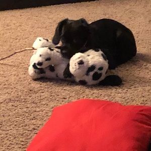 Meet your Posher, Tifani